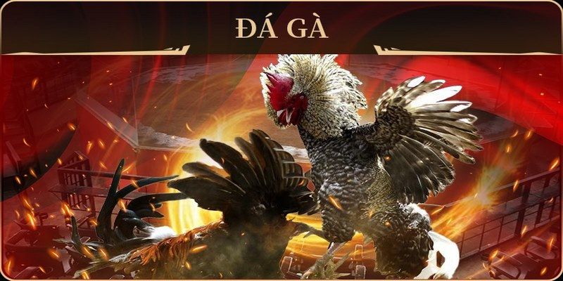b52 club đá gà trực tiếp campuchia