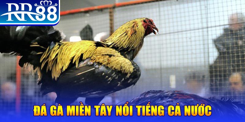 b52 club đá gà 88